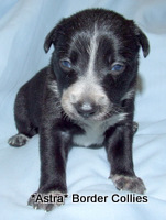 Hawk x Tib pup 1, Black, white  and mottled border collie female pup